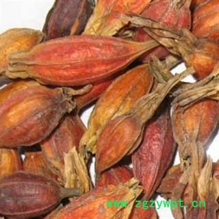 小丽百草行栀子 花草茶栀子栀子花茶 红栀子 栀子 山栀子栀子图4