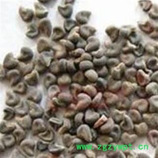 小丽百草行 冬葵子冬葵果 葵子图2