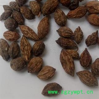 小丽百草行益智 益智仁 好统货 颜色好 味道足图3