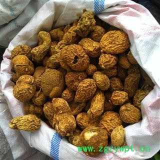 正品野生优质金果榄 产地贵州  批发零售各种中药材图2