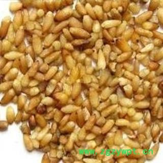 新货 无硫 中药材柏子仁无核柏籽仁 小丽百草行 柏子仁图2