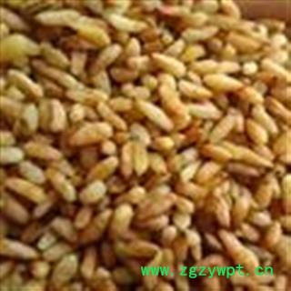 新货 无硫 中药材柏子仁无核柏籽仁 小丽百草行 柏子仁