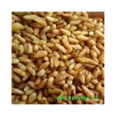 新货 无硫 中药材柏子仁无核柏籽仁 小丽百草行 柏子仁