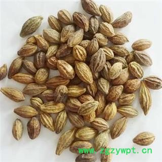 小丽百草行 诃子 柯子 金柯子 大金果 随风子图2