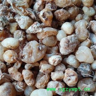 精品山慈菇选货 毛慈菇 质量好 价格低  产地 云南省图2