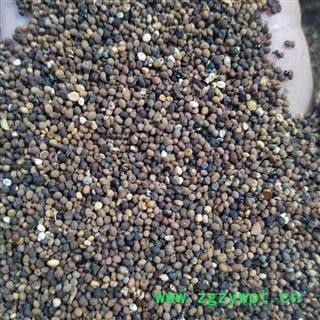 菟丝子 菟丝子水洗统货 产地 内蒙古自治区图3