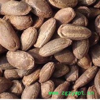 瓜蒌 正品瓜蒌仁  产地 河北省图2