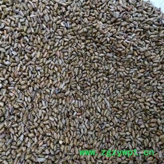 决明子 进口决明子草决明选货颗粒饱满颜色鲜亮无任何杂质 产地 海外图2