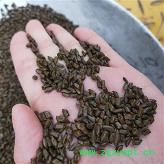 决明子 进口决明子草决明选货颗粒饱满颜色鲜亮无任何杂质 产地 海外图3