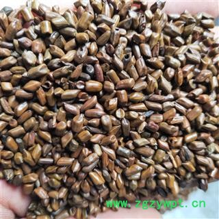 决明子 进口决明子草决明选货颗粒饱满颜色鲜亮无任何杂质 产地 海外图4