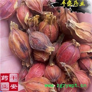 平安药业 山栀子 正品别称 黄栀子 枝子 黄果树 山栀子 红枝子 黄果子 山黄枝 越桃 木丹 山黄栀图2