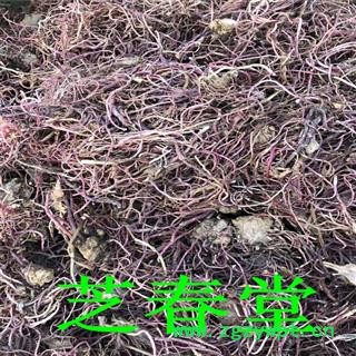 中药材批发产地货源水洗紫苑 干净无硫无杂质紫菀返魂草图3