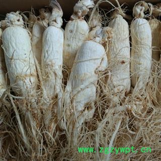 刮皮人参30-40支左右 质量好 价格低  产地 吉林省图2