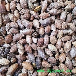 苍耳子 苍耳子后期黄褐色统货 产地 内蒙古自治区图3