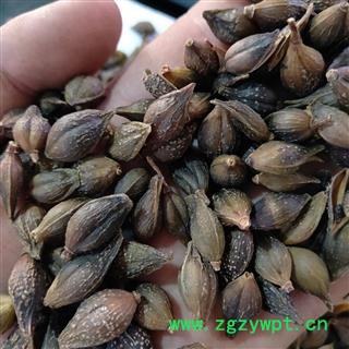 连翘 本店新到无柄连翘选货 产地 河南省图4