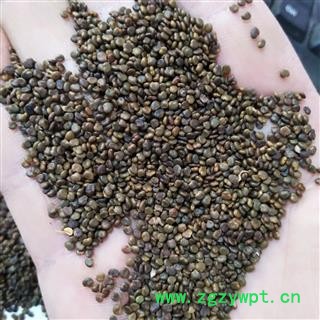 沙苑子 沙苑子新货净货 产地 陕西省图4