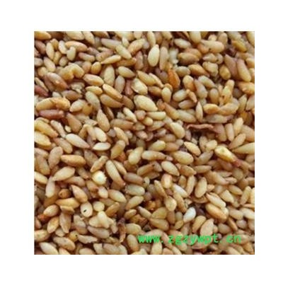 柏子仁 柏子仁90货 产地 山东省