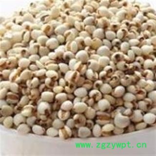 正品薏米 小粒薏苡仁国产薏苡仁选货98米 产地直销图2