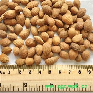 桃仁 山桃仁选货 新货掉价 假一赔万产地山西高含量为冲销量保本出售图2