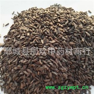 【牛子 牛蒡子净货】@【同欢药材】中药材批发供应  规格齐全 量大从优  产地 甘肃省图2