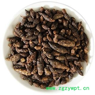 香附 中药材 香附子生香附制香附散装图4