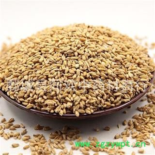 【新货浮小麦】@【同欢药材】中药材批发供应  规格齐全 量大从优  产地 山东省图2