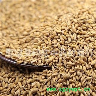 【新货浮小麦】@【同欢药材】中药材批发供应  规格齐全 量大从优  产地 山东省图3
