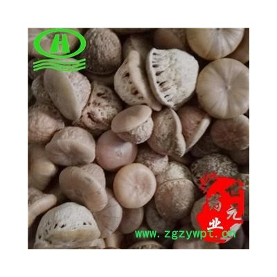 世元药业 风流果  厚鳞柯 壮阳果 补肾果 益肾子 马牯 捻碇果 辗垫栗 厚鳞石栎 木栎子 大头椎【全品除尘中药】