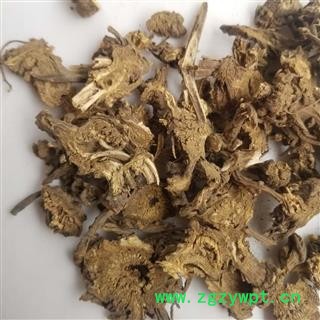 辽藁本 香藁本 藁本图2