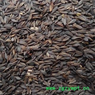 世元药业 黑生菜子 黑生菜籽 正品 黑巨胜图2