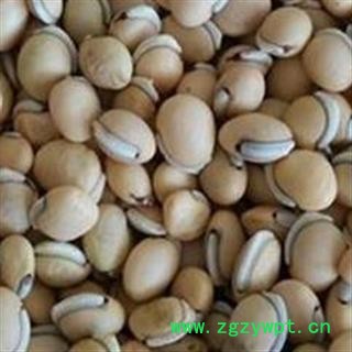 精品生白扁豆选货 颗粒饱满产地直销 支持打粉图2