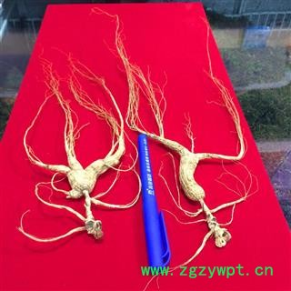 人参 林下参 长白山人参单支重约6～8克图2