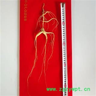 单只山参林下山参25年长白山人参单只重约15克图3