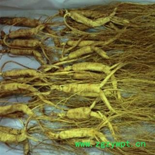 山参 人参 散支山参 单只重约5--7克图3