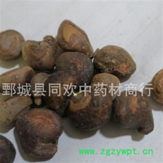 【马槟榔】@【同欢药材】中药材批发供应  规格齐全 量大从优  产地 广东省图3