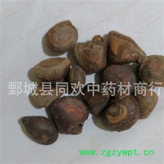 【马槟榔】@【同欢药材】中药材批发供应  规格齐全 量大从优  产地 广东省图2