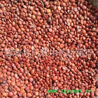 【正品国产酸枣仁】@【同欢药材】中药材批发供应  规格齐全 量大从优 产地 山东省图2