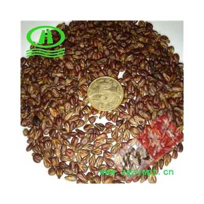 世元药业 葡萄籽 生子 未发酵采集  葡萄子