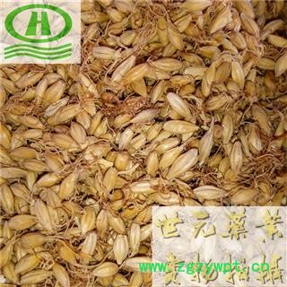 世元药业 麦芽 正品 优质 发芽率99 全麦芽 大麦蘖 麦蘖图2