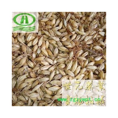 世元药业 麦芽 正品 优质 发芽率99 全麦芽 大麦蘖 麦蘖