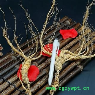 林下山参20年以上 长白山山参 无人为粘接  完整根须图3