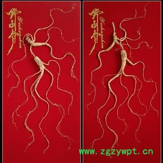 国检野山参一等  正规国检60公分皮盒野山参30年野山参单支重约12克图4