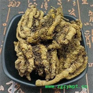 川黄连 姜连 鸡爪黄连 黄连图2