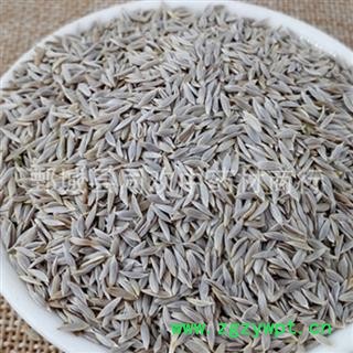 【白生菜籽 白巨胜 莴苣子】@【同欢药材】中药材批发供应 产地 河北省图3