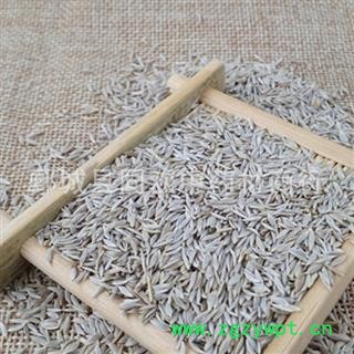 【白生菜籽 白巨胜 莴苣子】@【同欢药材】中药材批发供应 产地 河北省图2