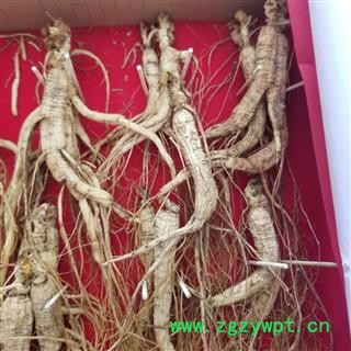 林下山参 山参 小条 5克左右图2