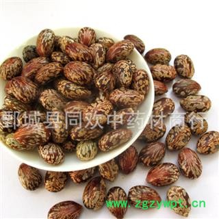 【蓖麻子】@【同欢药材】中药材批发供应  规格齐全 量大从优  产地 安徽省图2