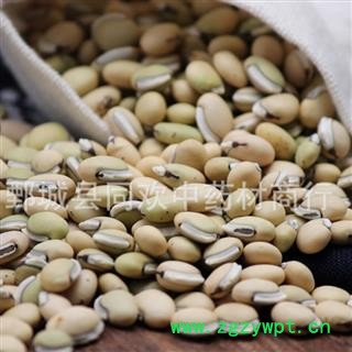 【云南白扁豆】@【同欢药材】中药材批发供应  规格齐全 量大从优  产地 云南省图2