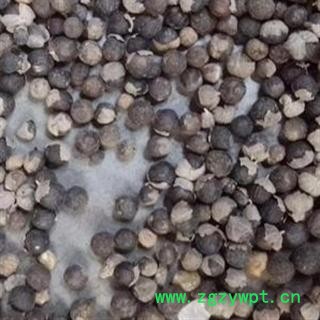 世元药业 蔓荆子 别称 蔓荆实 万荆子 蔓青子 白背木耳 小刀豆藤 白背风 白背草 白背杨 水捻子 白布荆图2