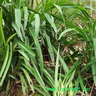 圣草康园红头草山菅 山菅兰 交剪草 桔梗兰山猫儿图2